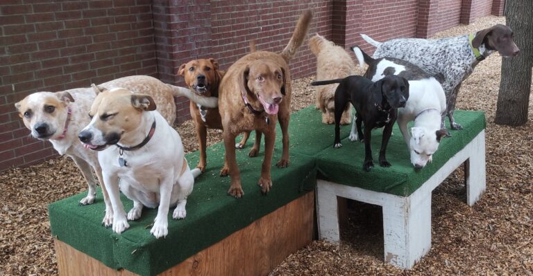 Dogs playing in the yard