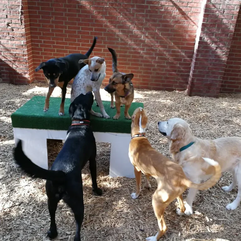 A group of dogs exploring